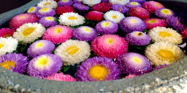 日本の国花は「桜」だけでなく実は「菊」も!古くから私たち日本人に愛された菊花の魅力