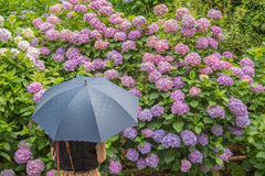 梅雨時期のだるさ、めまい、胃腸の不快感…対策は？